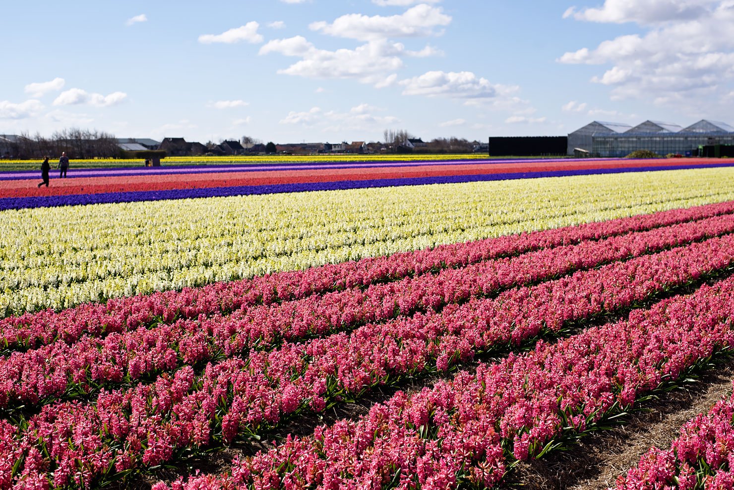 Flower fields with hyacinths in the Netherlands