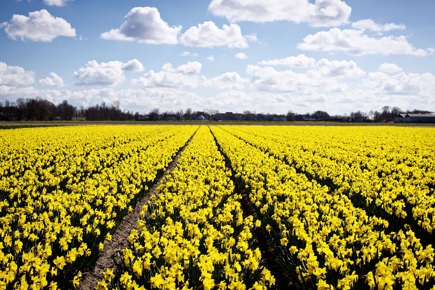 Daffodils in full bloom in the Netherlands
