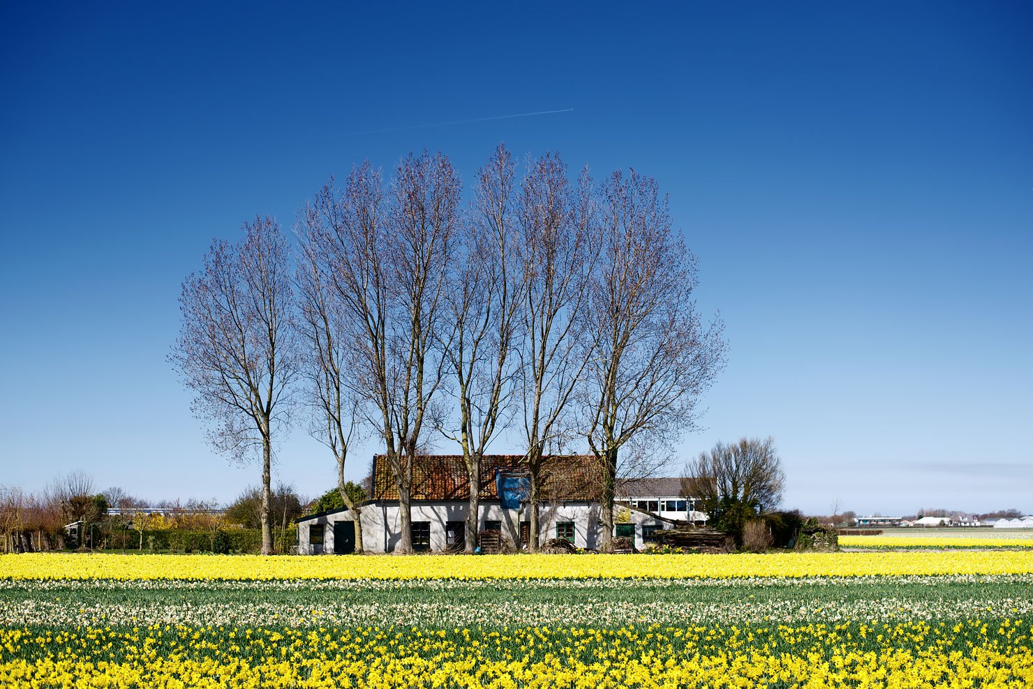 Flower fields with daffodils in the Netherlands