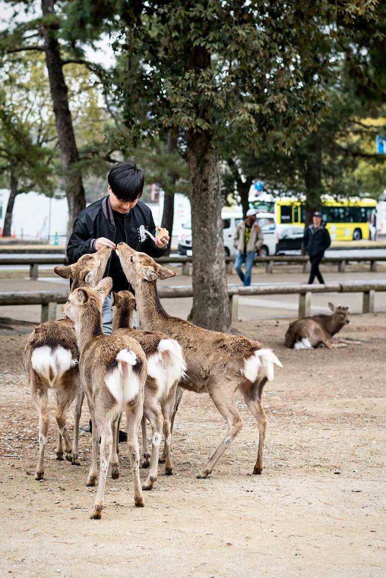 Japanese deer outlet park