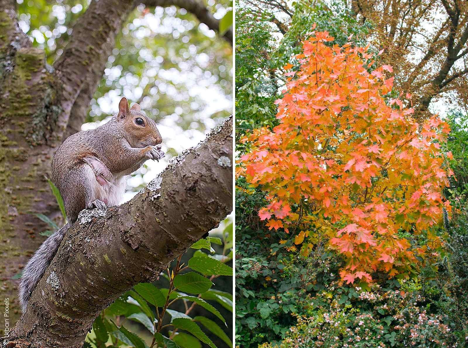 Regent Park Squirrel Winter Garden