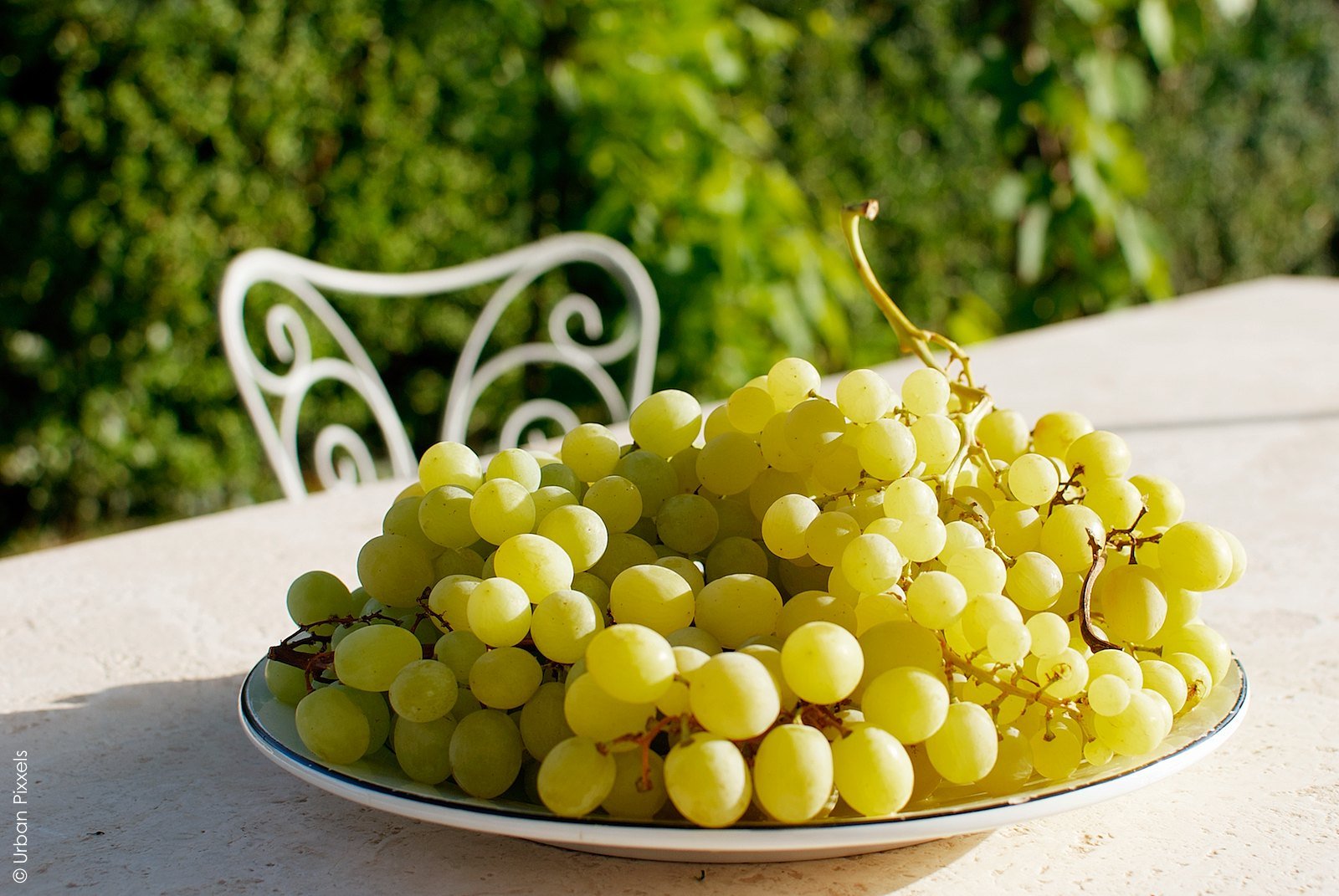 grapes italy