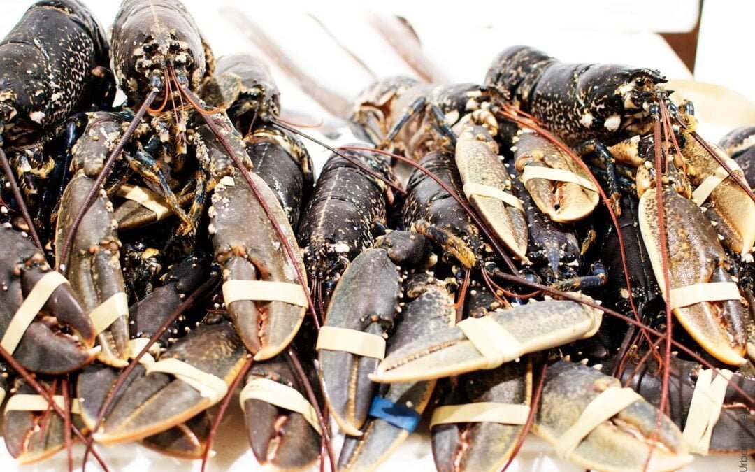 Breaking Dawn at Billingsgate Fish Market