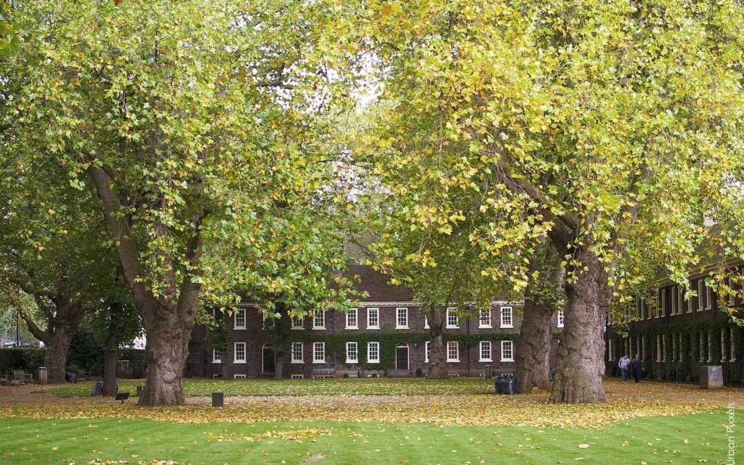 Geffrye Museum’s Autumn Garden
