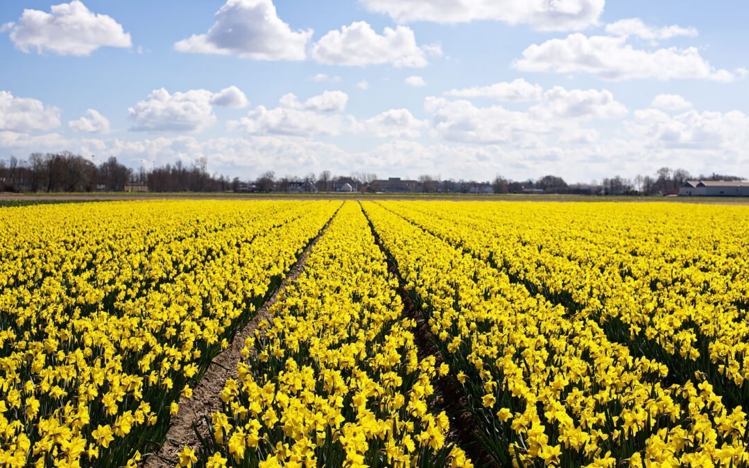 Urban Pixxels turns two