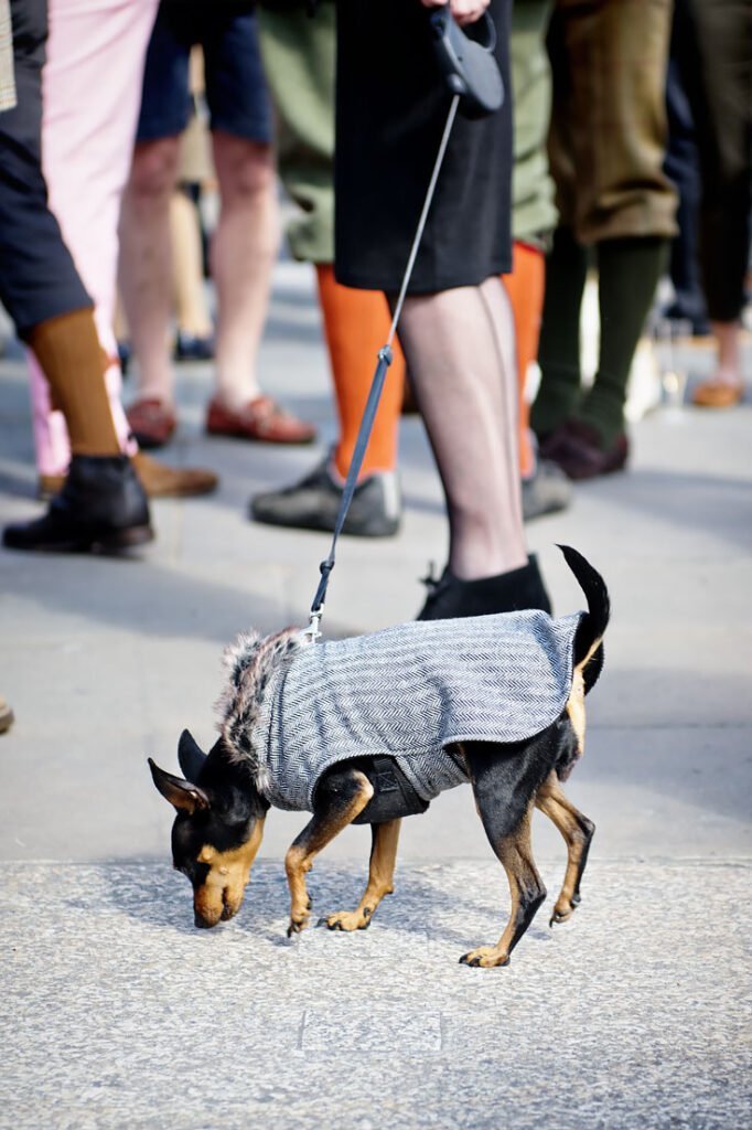 Dog with tweed at the Tweed Run in London (2015)