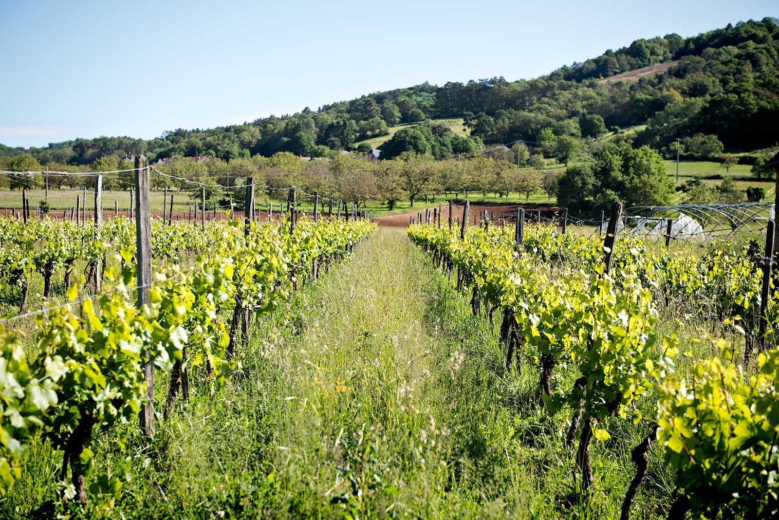 Correze Foodie Highlights Wine tasting Vineyard