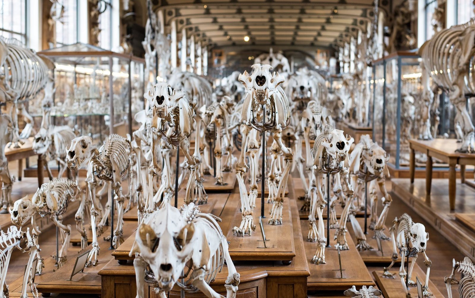 Ten amazing new places I discovered in Paris - Galerie de Paleontologie: animal skeletons (Museum of Natural History)