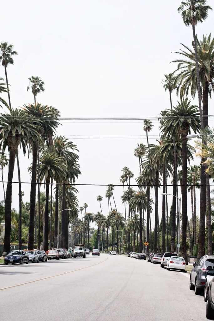 My 10 Favorite Things to do in LA | Palm Trees in Beverly Hills, Los Angeles