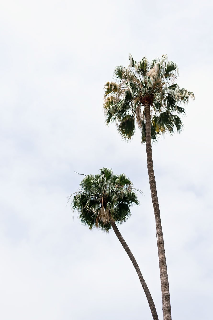 My 10 Favorite Things to do in LA | Palm Trees in Los Angeles