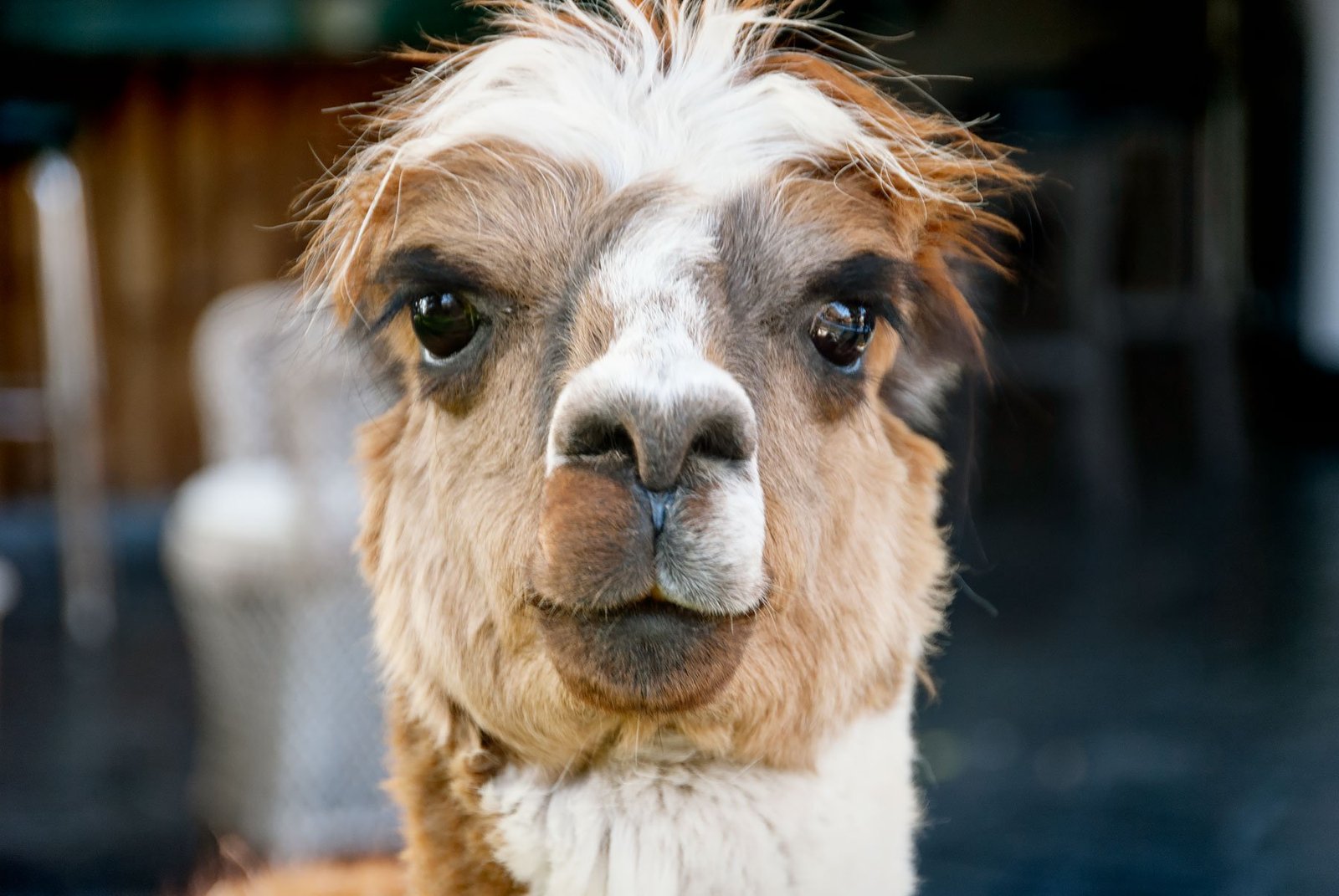 Peru - Alpaca