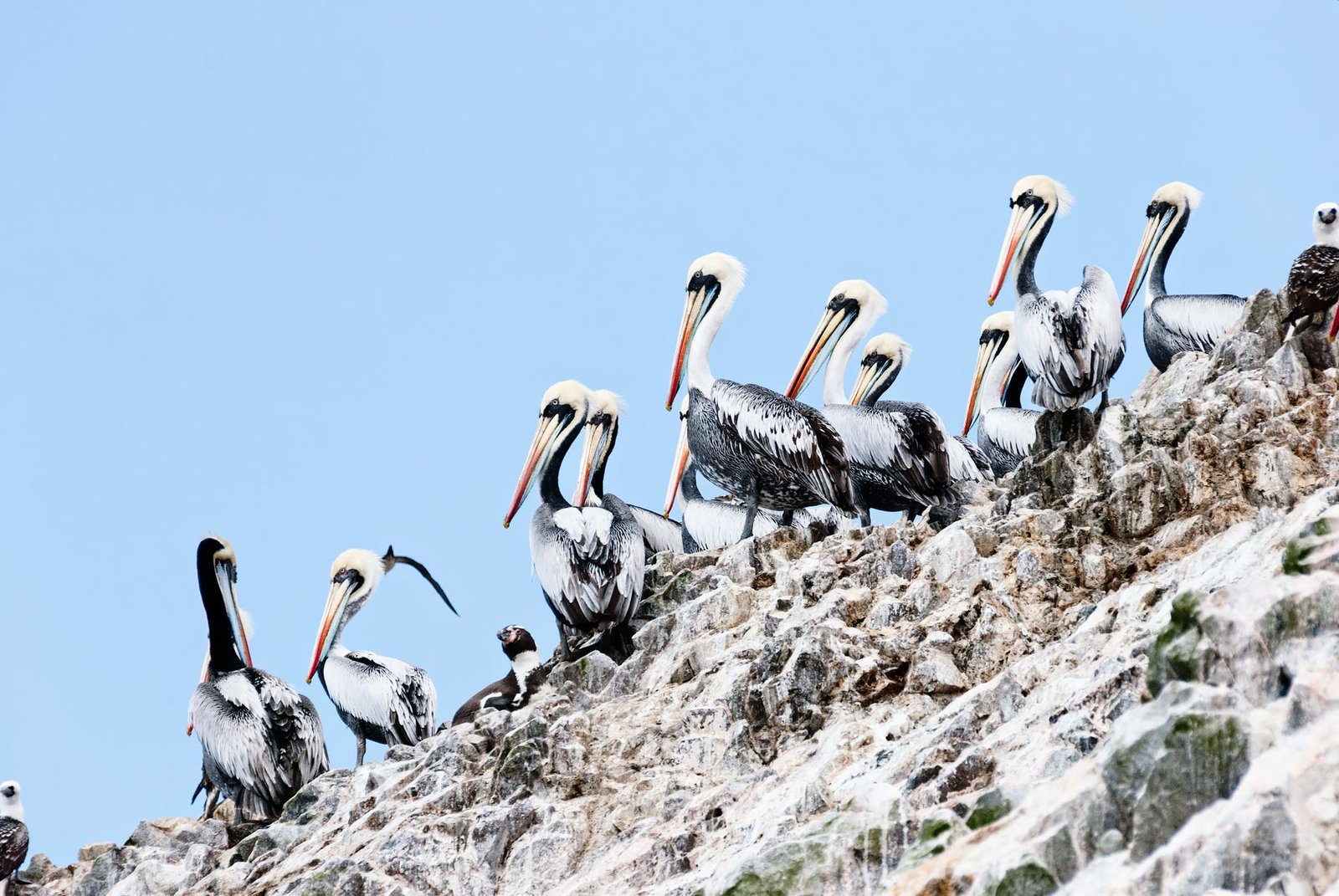 Peru - Pelicans on Islas Ballestas