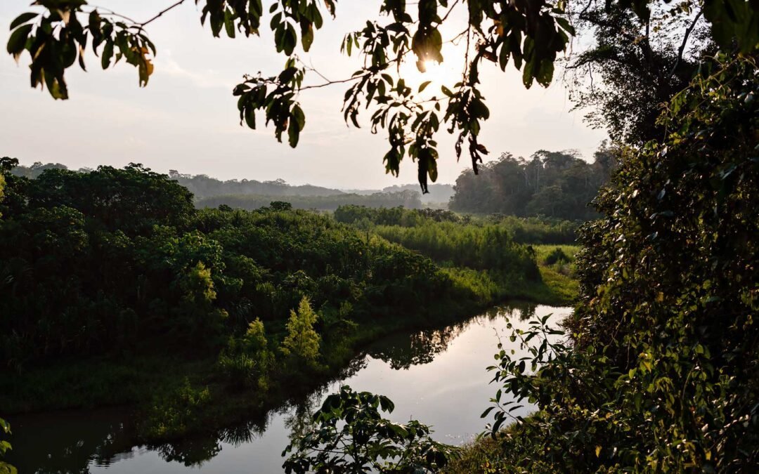 Attacked by a poisonous spider in the Amazon jungle