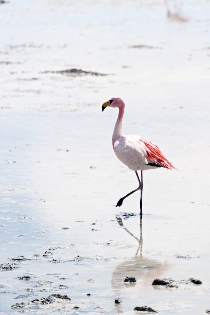 Flamingo - Salar de Uyuni: 5 Unforgettable Experiences on Bolivia's Salt Flats and Colored Lagoons