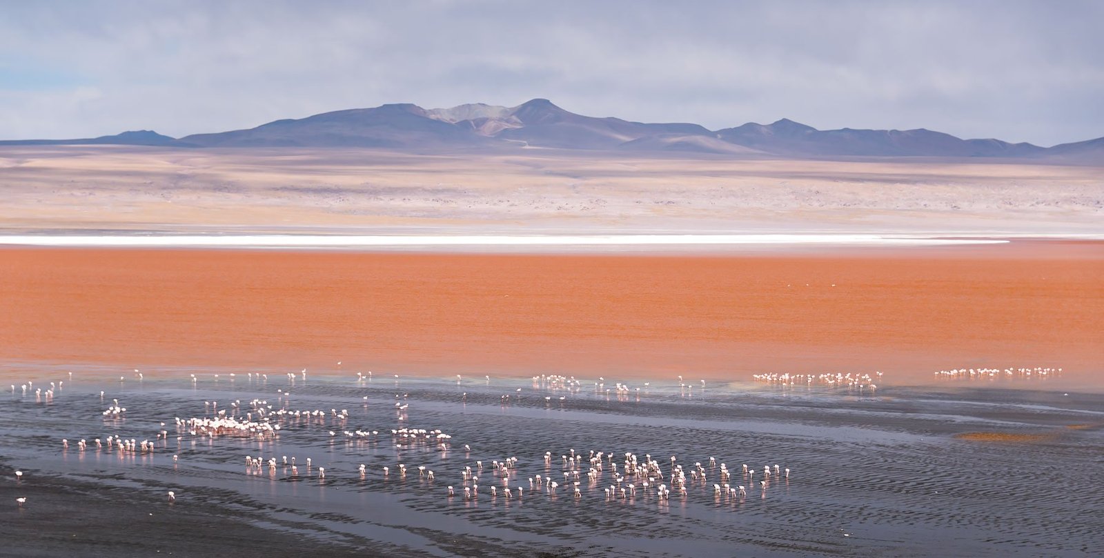 Laguna colorada (red lagoon) - Salar de Uyuni: 5 Unforgettable Experiences on Bolivia's Salt Flats and Colored Lagoons