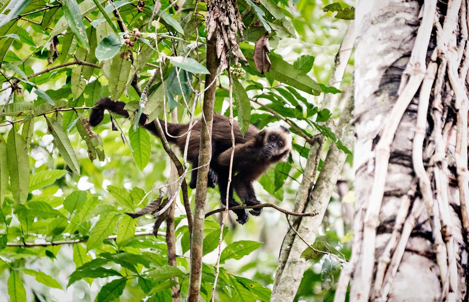 Monkey in Madidi National Park, Bolivia