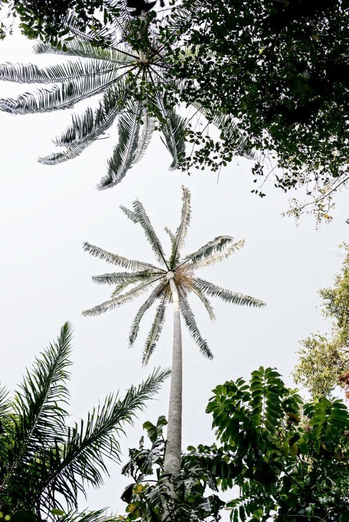 Palm Tree in Madidi National Park, Amazon Jungle in Bolivia