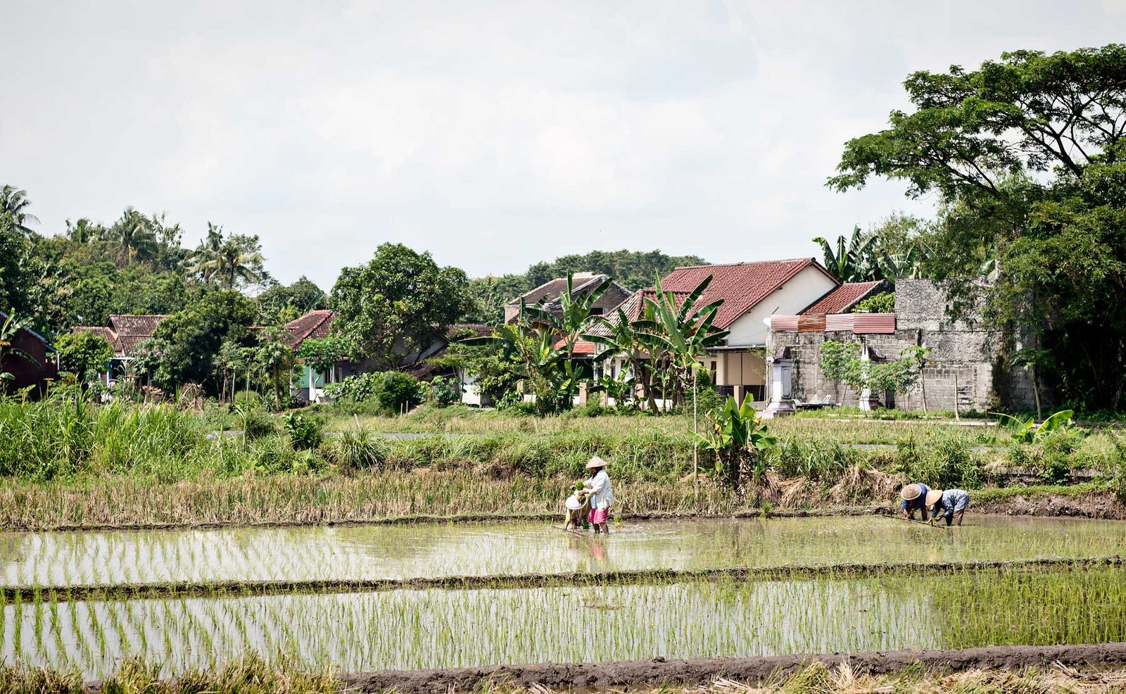 8 Interesting Things to Do and See in Yogyakarta | Rice Fields