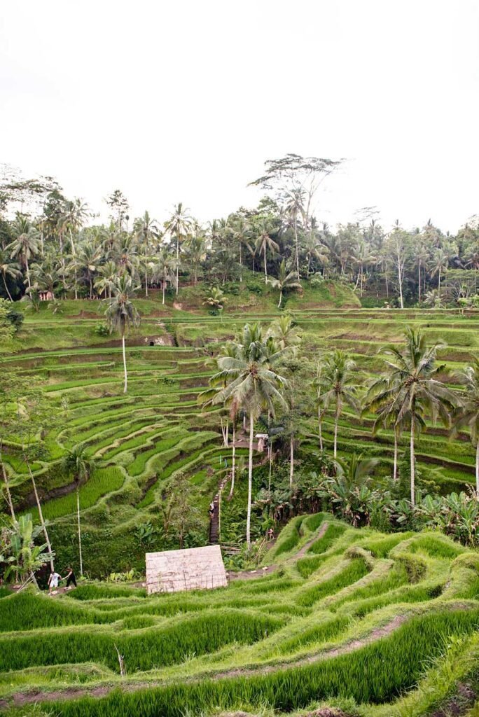 The perfect way to spend a relaxing and luxurious week in Bali | Rice Terrace Ubud