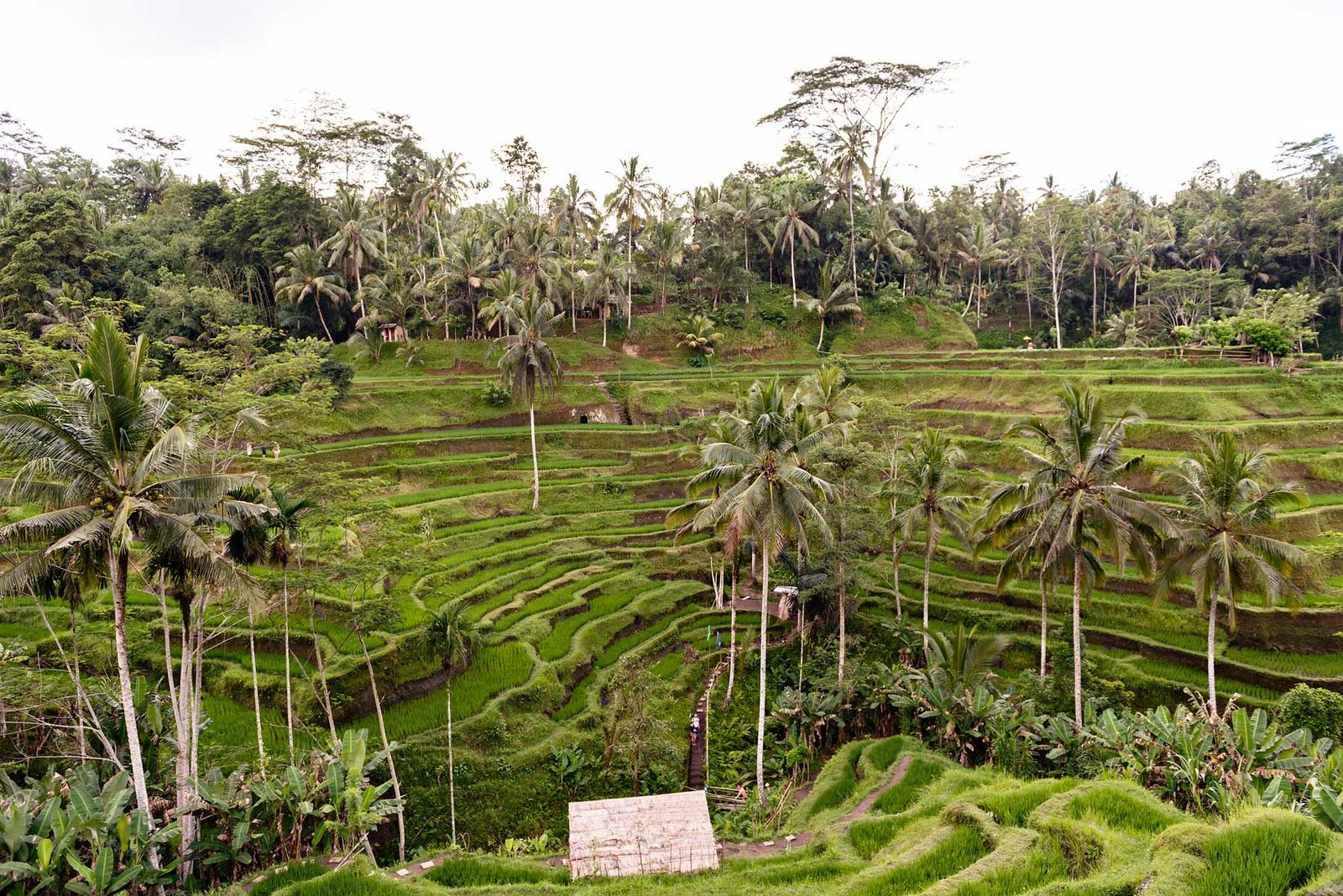 The perfect way to spend a relaxing and luxurious week in Bali | Rice Terrace Ubud
