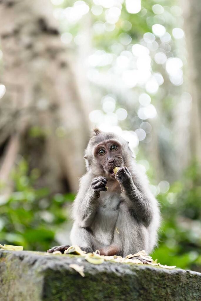 The perfect way to spend a relaxing and luxurious week in Bali | Ubud Monkey Forest
