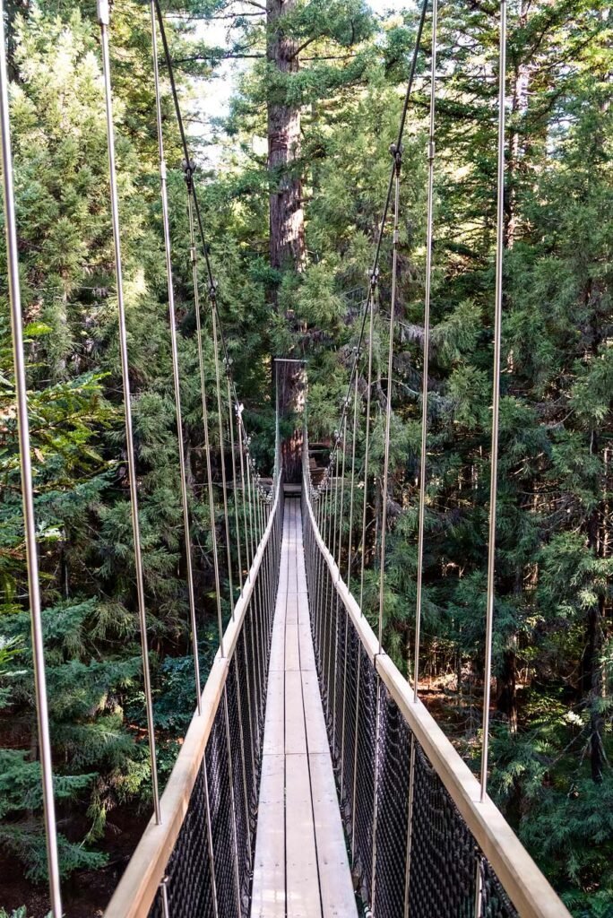 Redwoods Treewalk in Rotorua | New Zealand's North Island in 1 Week: Road Trip Highlights and Itinerary