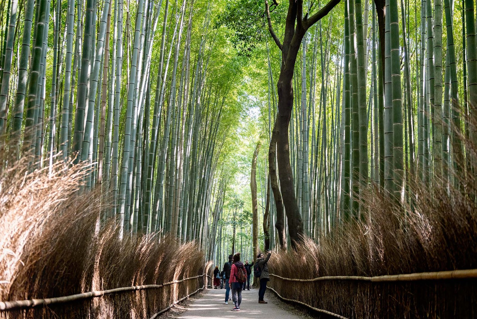Arashiyama Bamboo Grove in Kyoto. Read more about My 8 Favorite Things to Do and See in Kyoto on Urban Pixxels.