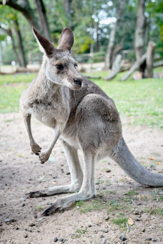 Kangaroo at the Lone Pine Koala Sanctuary in Brisbane - Read more about how to spend a fun weekend in Brisbane on urbanpixxels.com