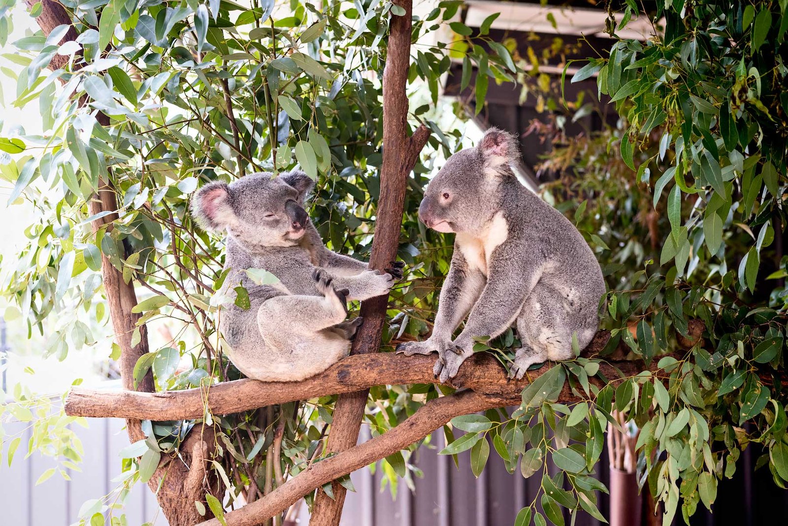 Lone Pine Koala Sanctuary in Brisbane - Read more about how to spend a fun weekend in Brisbane on urbanpixxels.com