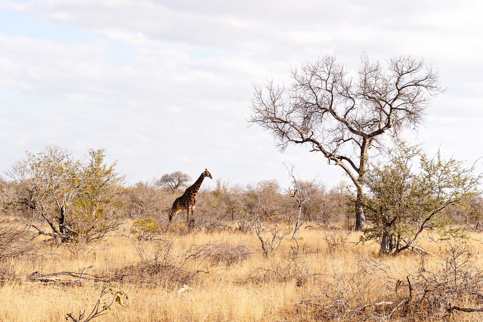 Giraffe in South Africa - - Check out my review of staying at Klaserie Sands River Camp, a beautiful boutique (4 suites), luxury safari lodge in Greater Kruger (Big 5), South Africa