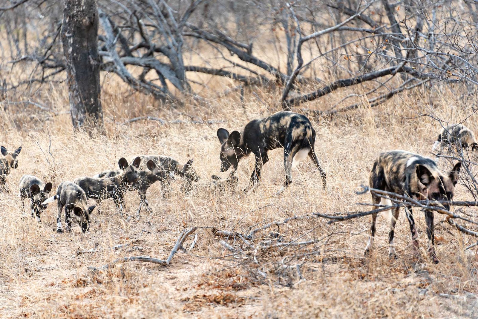 Wild dogs in South Africa - - Check out my review of staying at Klaserie Sands River Camp, a beautiful boutique (4 suites), luxury safari lodge in Greater Kruger (Big 5), South Africa
