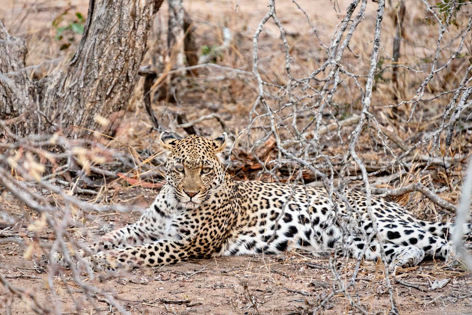 Leopard in South Africa - Check out my review of staying at Klaserie Sands River Camp, a beautiful boutique (4 suites), luxury safari lodge in Greater Kruger (Big 5), South Africa