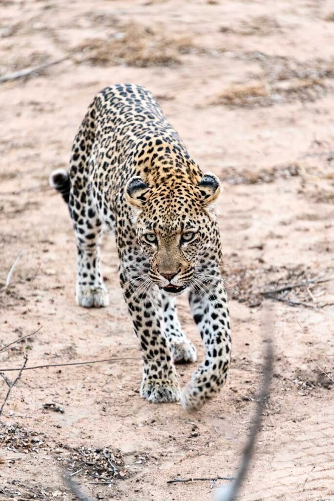 Leopard in South Africa - - Check out my review of staying at Klaserie Sands River Camp, a beautiful boutique (4 suites), luxury safari lodge in Greater Kruger (Big 5), South Africa