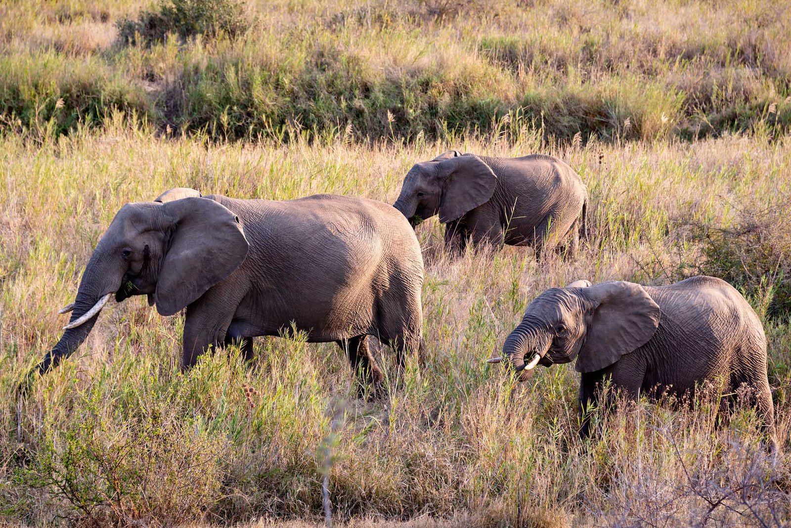 Elephants at Kruger Park. South Africa in 3 Weeks | The Perfect South Africa itinerary for your first trip.