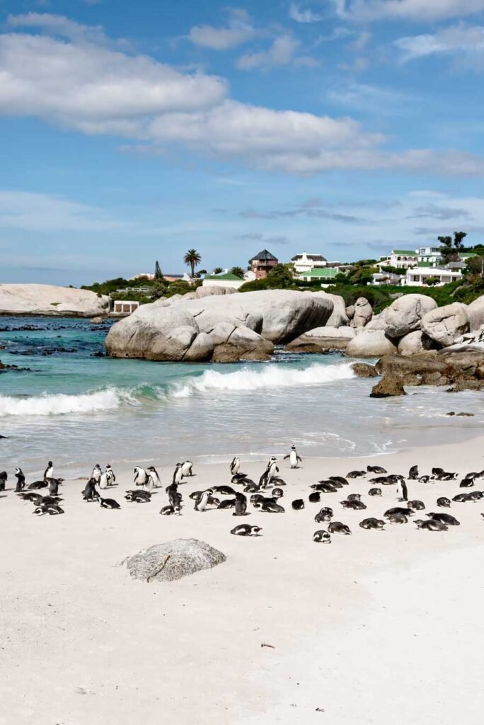 Boulders Penguin Colony at Simon's Town. South Africa in 3 Weeks | The Perfect South Africa itinerary for your first trip.