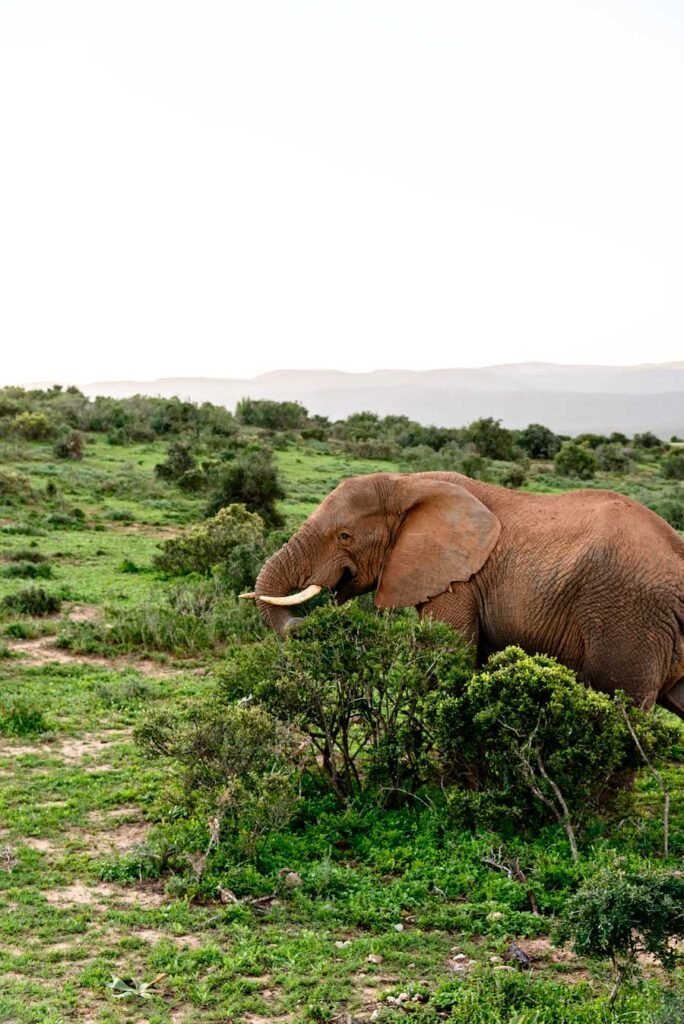 Elephant at Addo Elephant Park. South Africa in 3 Weeks | The Perfect South Africa itinerary for your first trip.