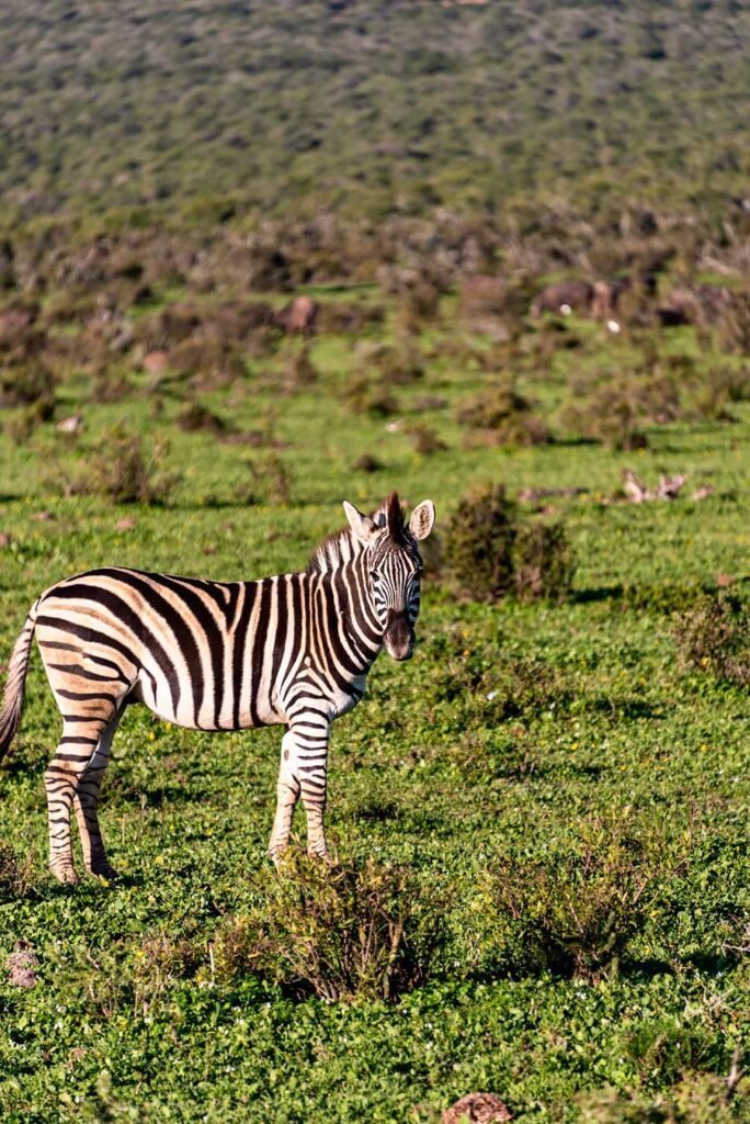Zebra at Addo Elephant Park. South Africa in 3 Weeks | The Perfect South Africa itinerary for your first trip
