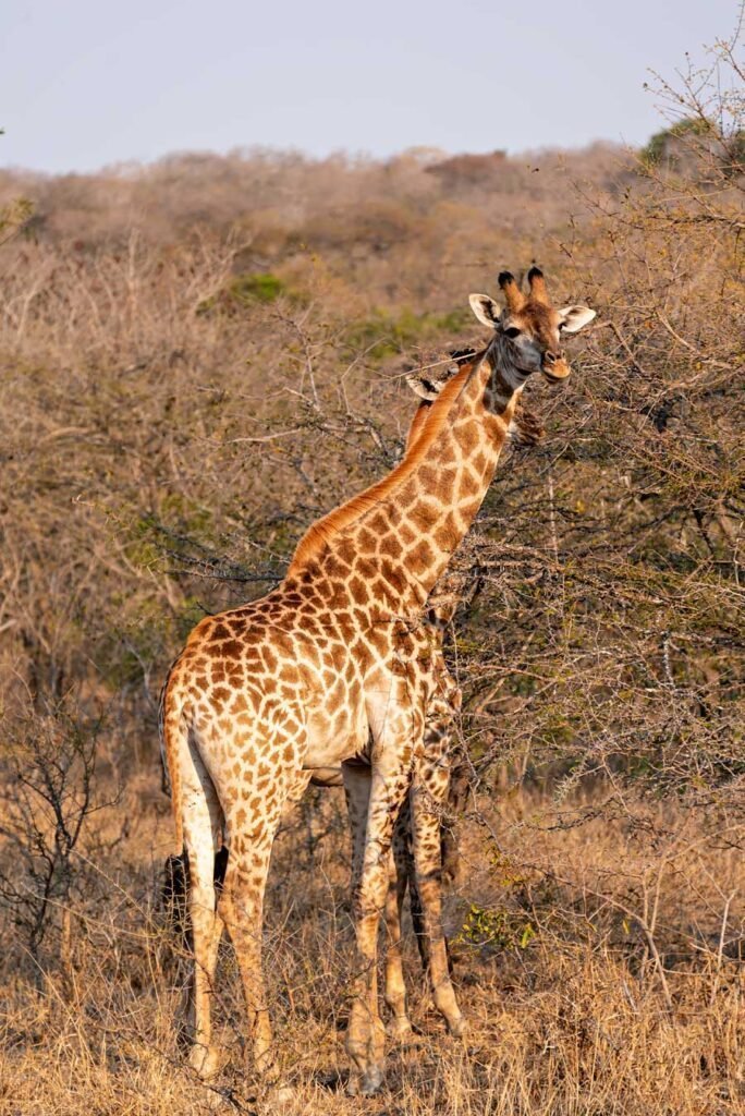 Giraffes in Kruger Park. South Africa in 3 Weeks | The Perfect South Africa itinerary for your first trip.