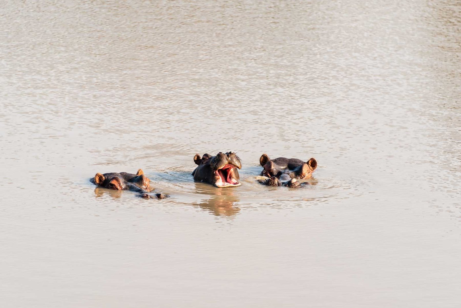Family of Hippos in Kruger Park (Phelwana Game Lodge). South Africa in 3 Weeks | The Perfect South Africa itinerary for your first trip.
