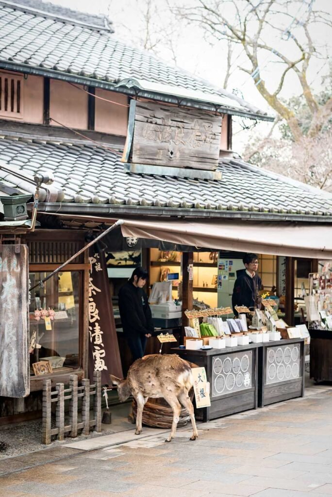 Deer walking into a souvenir shop in Nara Park, Japan. Nara is a great day trip from Kyoto or Osaka