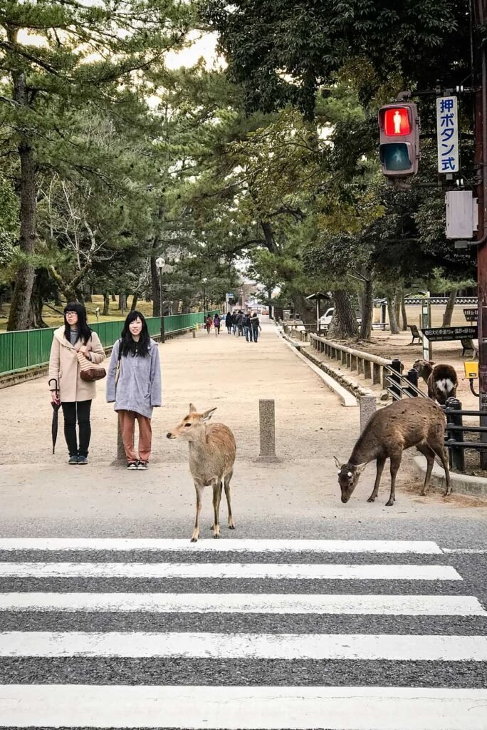 Deer crossing the street at a traffic light in Nara Park, Japan. Nara is a great day trip from Kyoto or Osaka