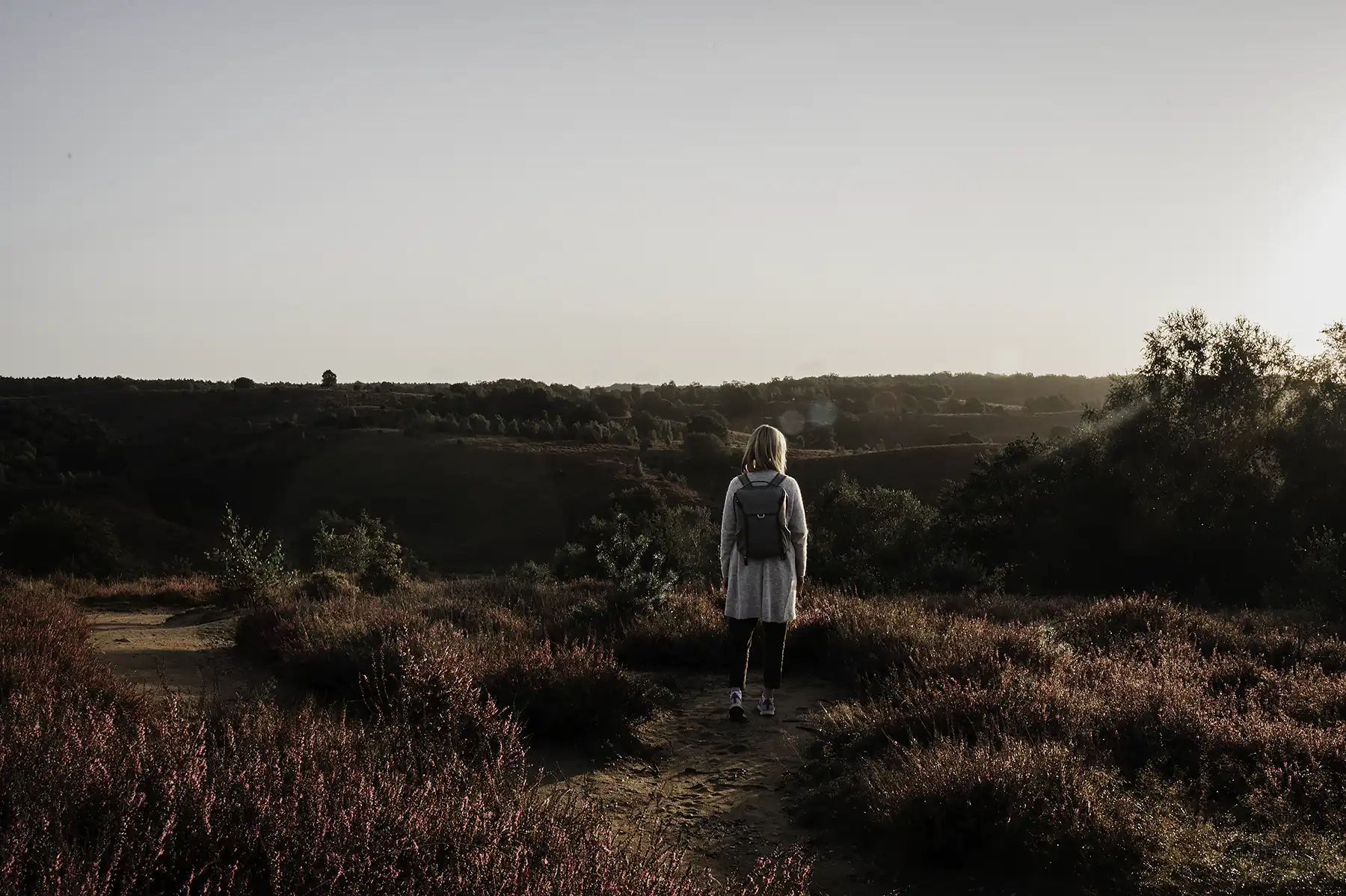 Paarse heide in bloei bij de Posbank, Nationaal Park Veluwezoom bij zonsopgang