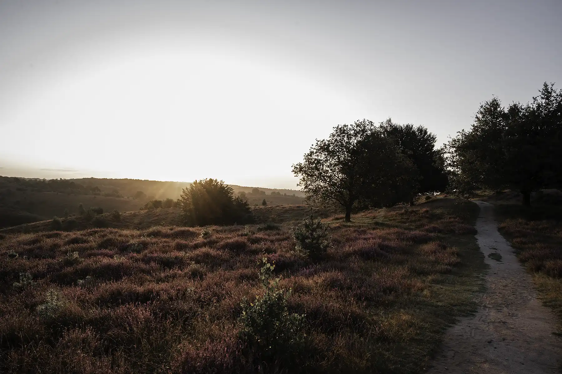 Purple heather in bloom at the Posbank, National Park Veluwezoom in The Netherlands at sunrise