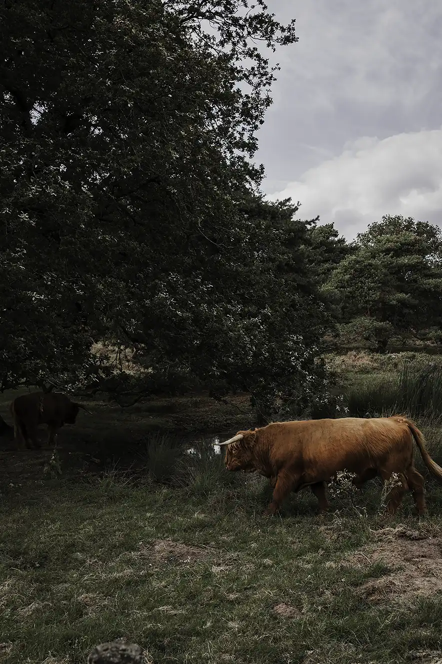 Cow crossing the road at National Park Veluwezoom, The Netherlands