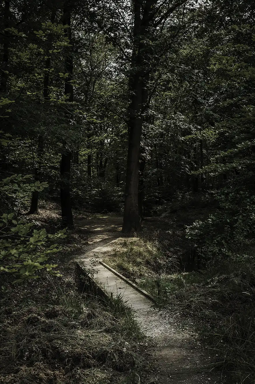 Forest at Boutique Hotel Beekhuizen