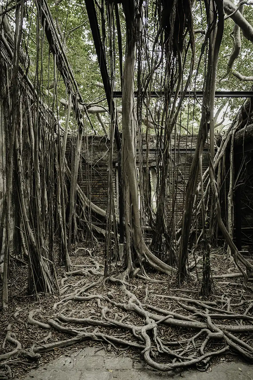 Banyan bomen groeien door het dak van Anping Tree House, een van de leukste dingen om te doen in Tainan, Taiwan