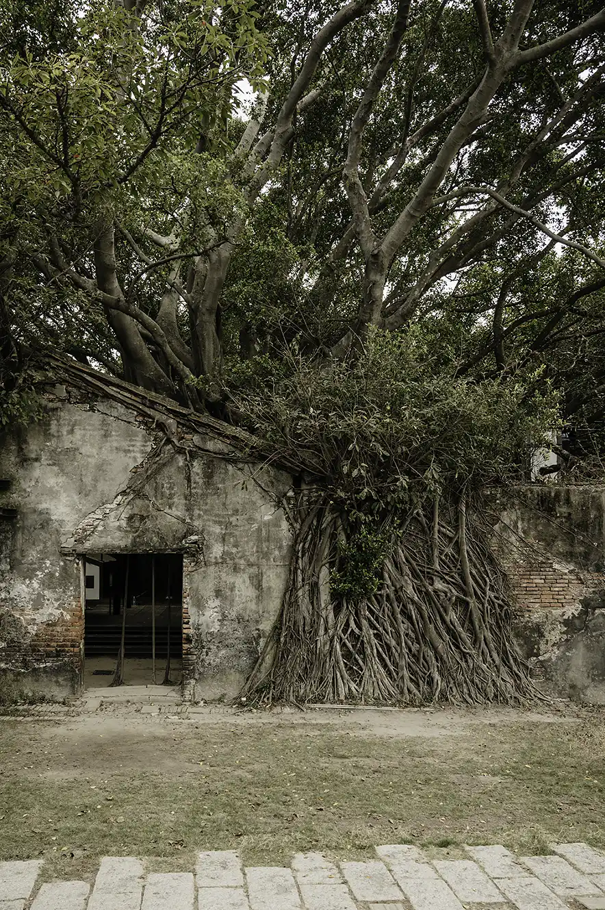 Ingang van Anping Tree House in Tainan overdekt met banyan bomen