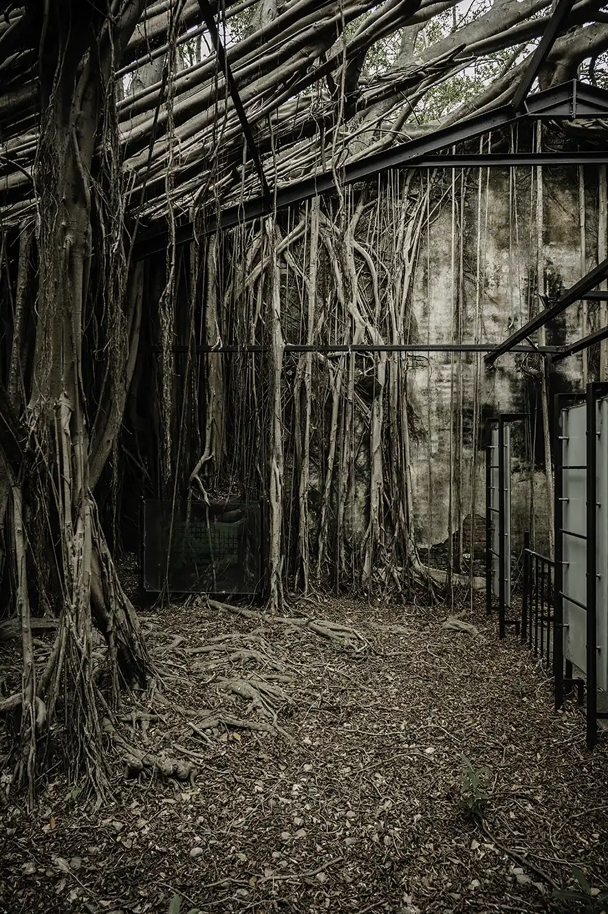 Room inside Anping Tree House covered with banyan trees