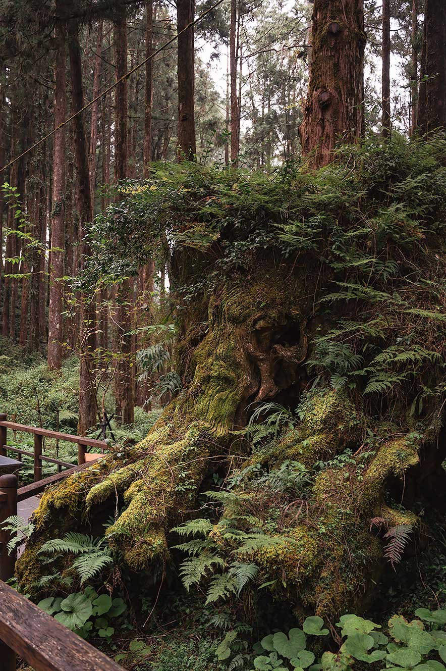 Elephant Trunk Tree at Alishan in Taiwan.