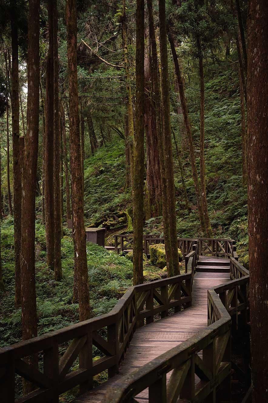 Alishan Giant Tree Boardwalk route. Wandelen tussen gigantische cipresbomen. 